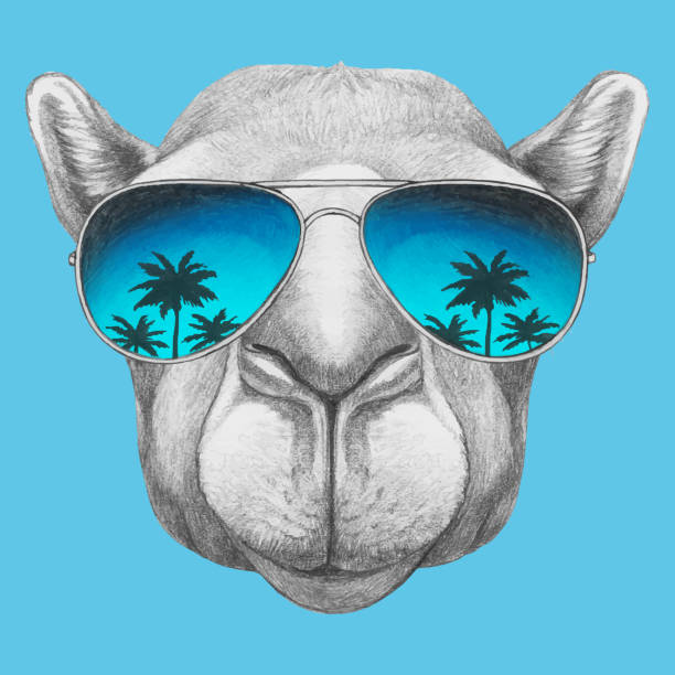 Portrait of Camel with sunglasses. Hand-drawn illustration. Vector isolated elements. Vector isolated elements. camel stock illustrations