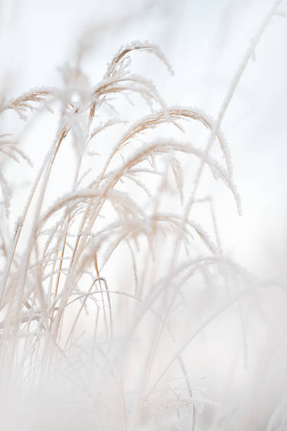 Frost covered grasses in winter landscape, selective focus and shallow depth of field