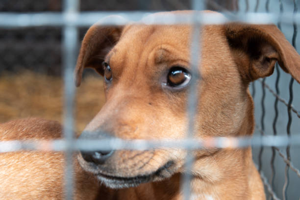 istock Dog behind a iron fence 1189110752