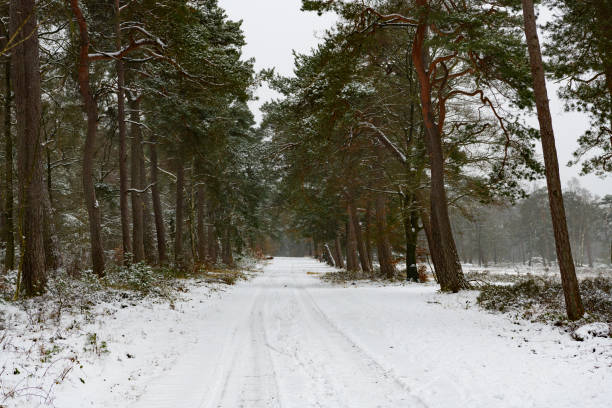 Wide shot of a road fully covered by snow with  trees on both sides and car tracks