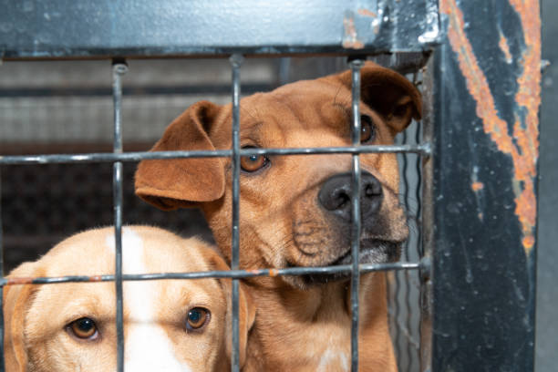istock Dog behind a iron fence 1189110962