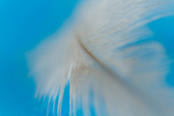 istock Close uo of white feather 1189111070