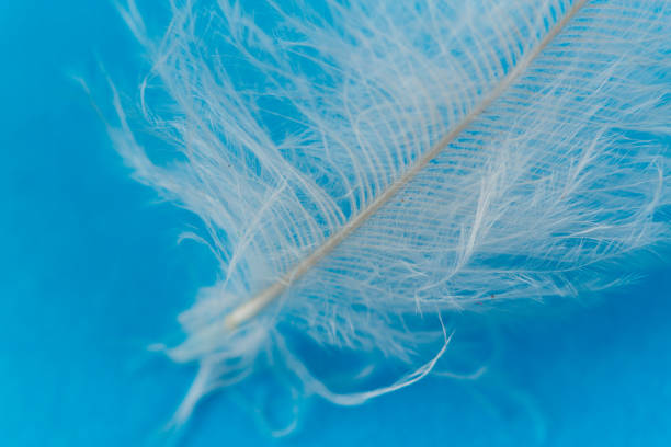 istock Close uo of white feather 1189111075