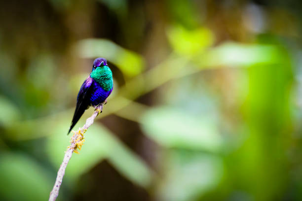 Crowned Woodnymph Hummingbird (Thalurania colombica) photographed in Costa Rica