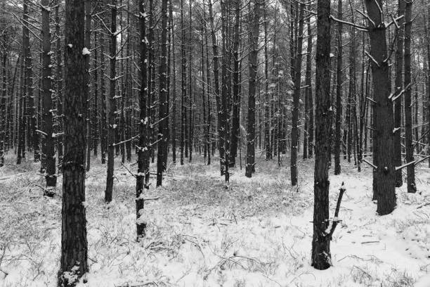 istock Snowy winter pine tree forest during a cold winter day with fresh snowfall 1189111272