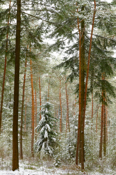 Path in a snowy winter pine tree forest during a cold winter day with fresh snowfall at the Dellen in Gelderland, The Netherlands.