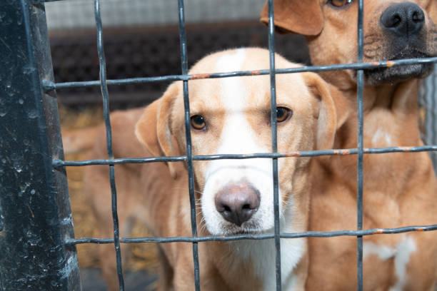istock Dog behind a iron fence 1189112515