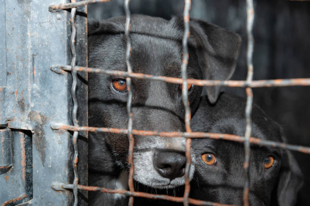 istock Dog behind a iron fence 1189112815