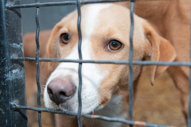 istock Dog behind a iron fence 1189113075