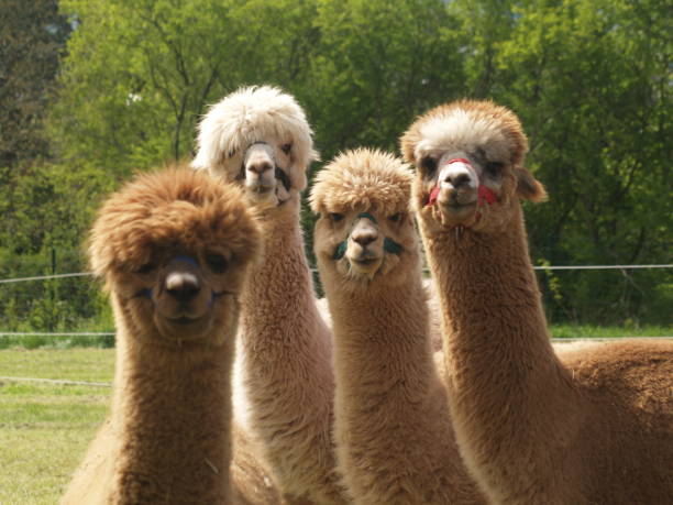 istock Alpaca Closeup portrait 1189113091