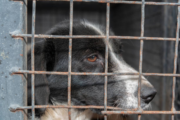 istock Dog behind a iron fence 1189113264