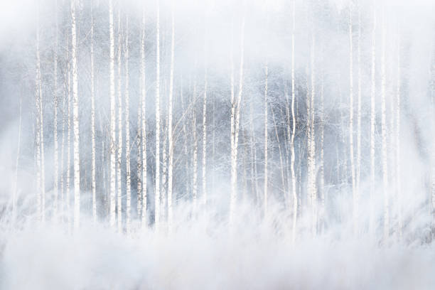 winterwald mit verschneiten birken - silver birch tree stock-fotos und bilder