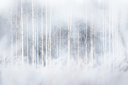 Winter forest with snowy birch trees