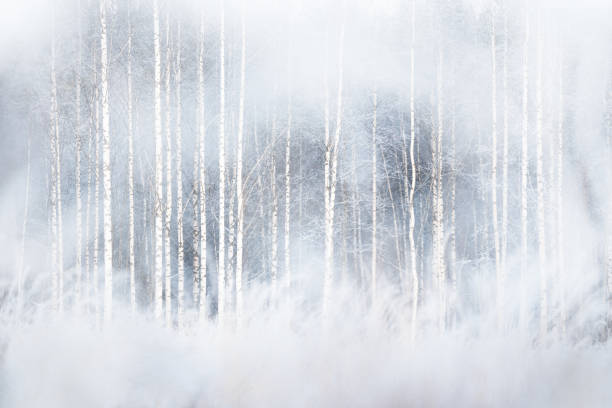 winter forest with snowy birch trees - silver birch tree imagens e fotografias de stock
