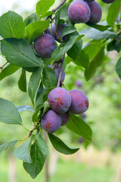 istock Plum tree branch with ripe juicy fruits on sunset light. 1189114500