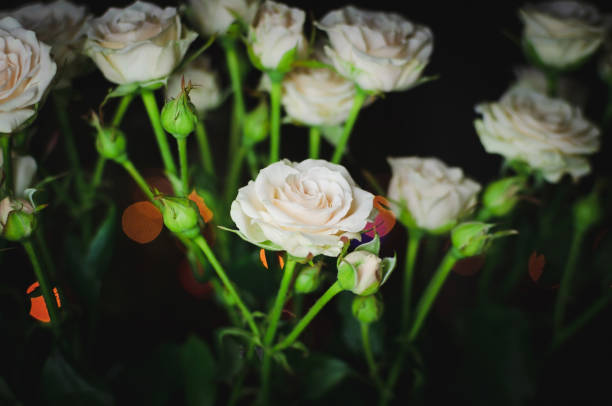 istock Nice bouquet on a dark background. Elegant composition of roses. 1189114540