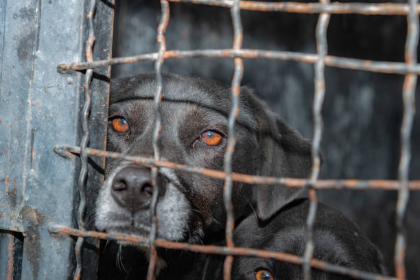 istock Dog behind a iron fence 1189114542