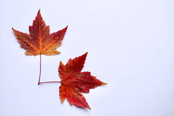 istock red maple leaf with autumn colors on the white background 1189114777