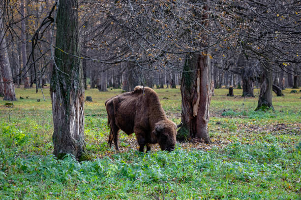 Mighty bison in the Prioksko-Terrasny Reserve, the only one in the Moscow Region. Restoration of the bison population in the country.