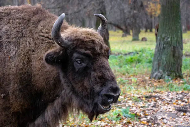 Mighty bison in the Prioksko-Terrasny Reserve, the only one in the Moscow Region. Restoration of the bison population in the country.