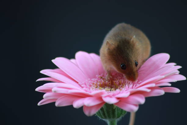 istock Harvest mouse on pink gerbera with copy space 1189115052