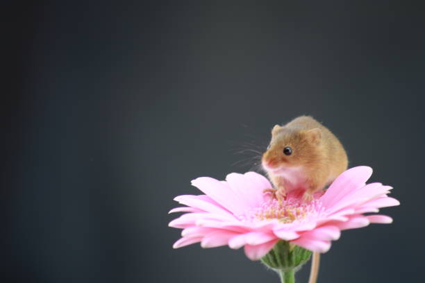 istock Harvest mouse on pink gerbera with copy space 1189115053