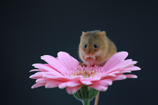 Close up of small mouse on pink flower
