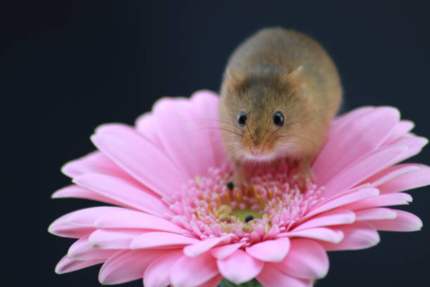istock Harvest mouse on pink gerbera with copy space 1189115058