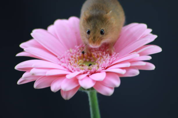 istock Harvest mouse on pink gerbera with copy space 1189115087