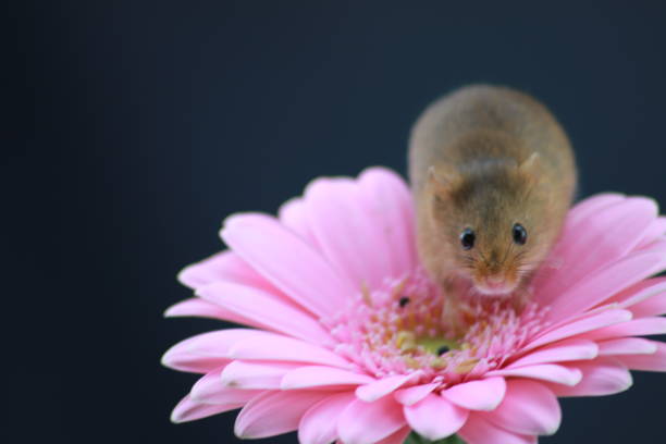 istock Harvest mouse on pink gerbera with copy space 1189115091