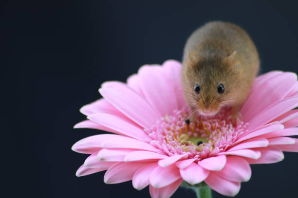 istock Harvest mouse on pink gerbera with copy space 1189115096