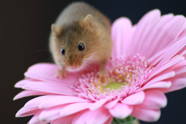 istock Harvest mouse on pink gerbera with copy space 1189115112
