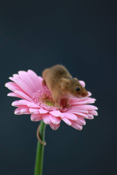 istock Harvest mouse on pink gerbera with copy space 1189115132