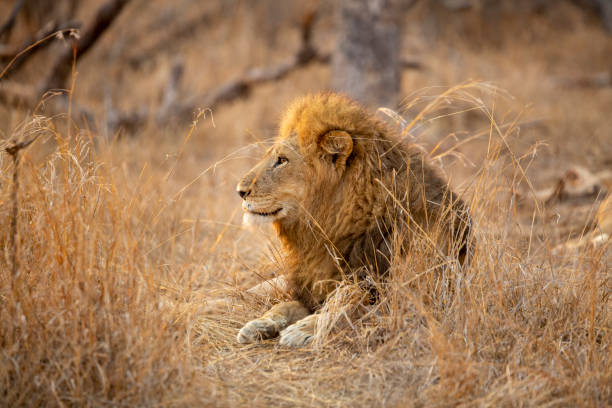 istock A pride of lions 1189115243