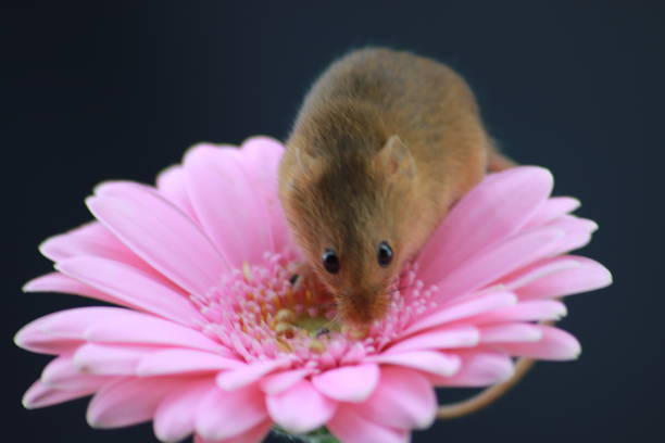istock Harvest mouse on pink gerbera with copy space 1189115299