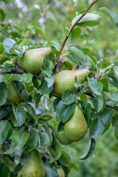 istock Shiny delicious pears hanging from a tree branch in the orchard. 1189116016