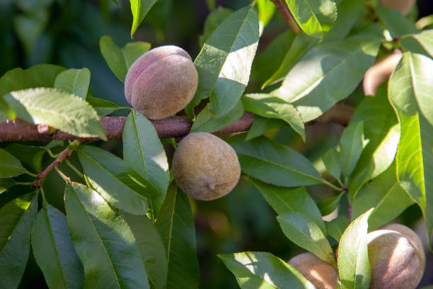 istock Small peaches on a tree branch on sunny summer day 1189116591