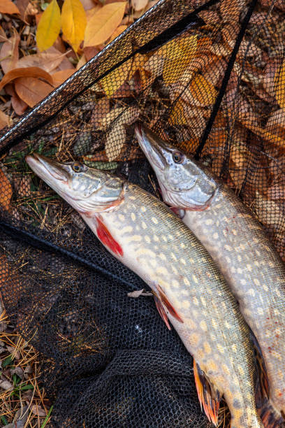 istock Freshwater pike fish. Two freshwater pikes fish and black landing net as background. 1189116841