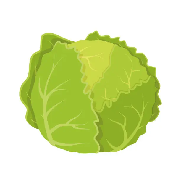 Vector illustration of Vector illustration of a funny lettuce in cartoon style.