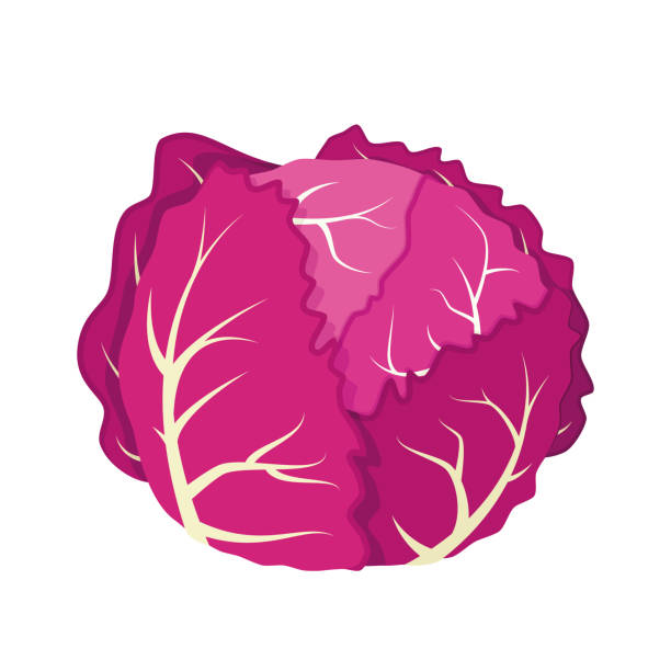 Vector illustration of a funny purple cabbage in cartoon style. Vector illustration of a funny purple cabbage in cartoon style. red cabbage stock illustrations