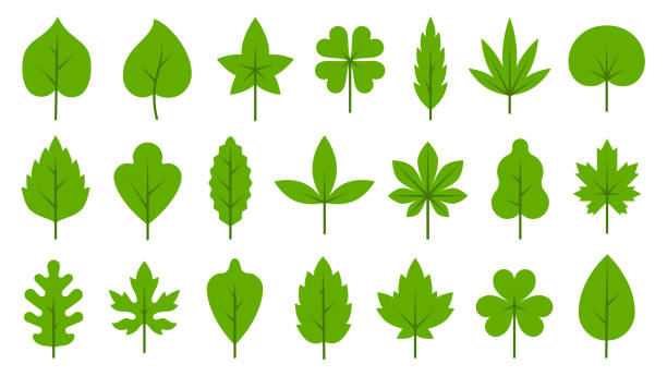 ilustraciones, imágenes clip art, dibujos animados e iconos de stock de hojas verdes planas bio organic eco conjunto de icono de hoja - elm tree