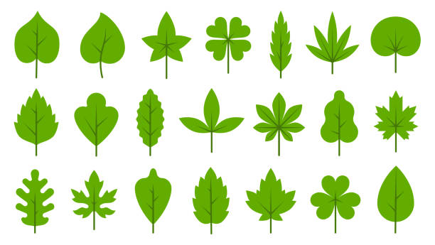 zielone liście płaskie bio organic eco zestaw ikon liści - poplar tree leaf green tree stock illustrations
