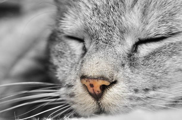 istock Head of a sleeping cat in gray 1189119042