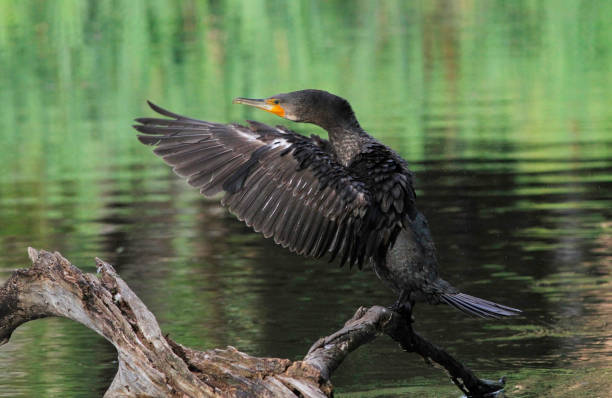 istock He spread his wings before flying to the sky 1189119045