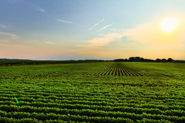istock Huge plantation under the sun 1189119142