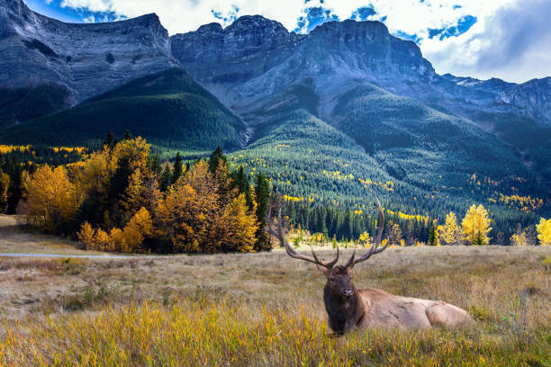 Red deer resting  in meadow stock photo