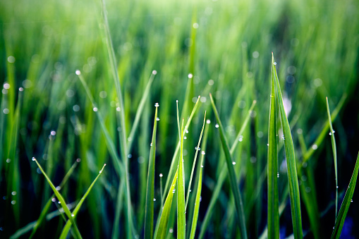 Green grass covered with dew
