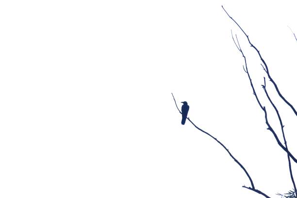 On white isolated background with copy space