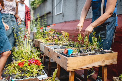 Close-up of recycled wood crates filled with young plants and seed starters observed by young community members learning about roof gardening.