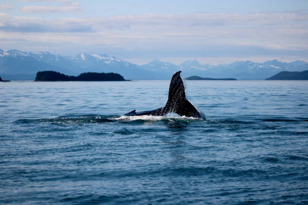 istock Killer whale swimming in the sea 1189121953